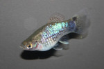 Platy Blue